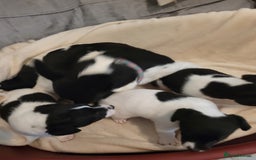 Jack Russell dogs for sale: Puppies - Image 1