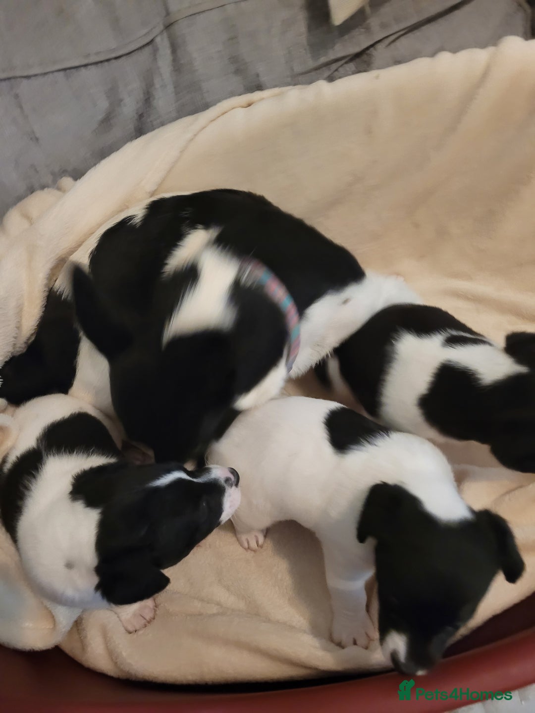 Jack Russell dogs for sale: Puppies - Image 1