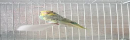 Budgerigars birds for sale: Baby budgies  - Advert 7