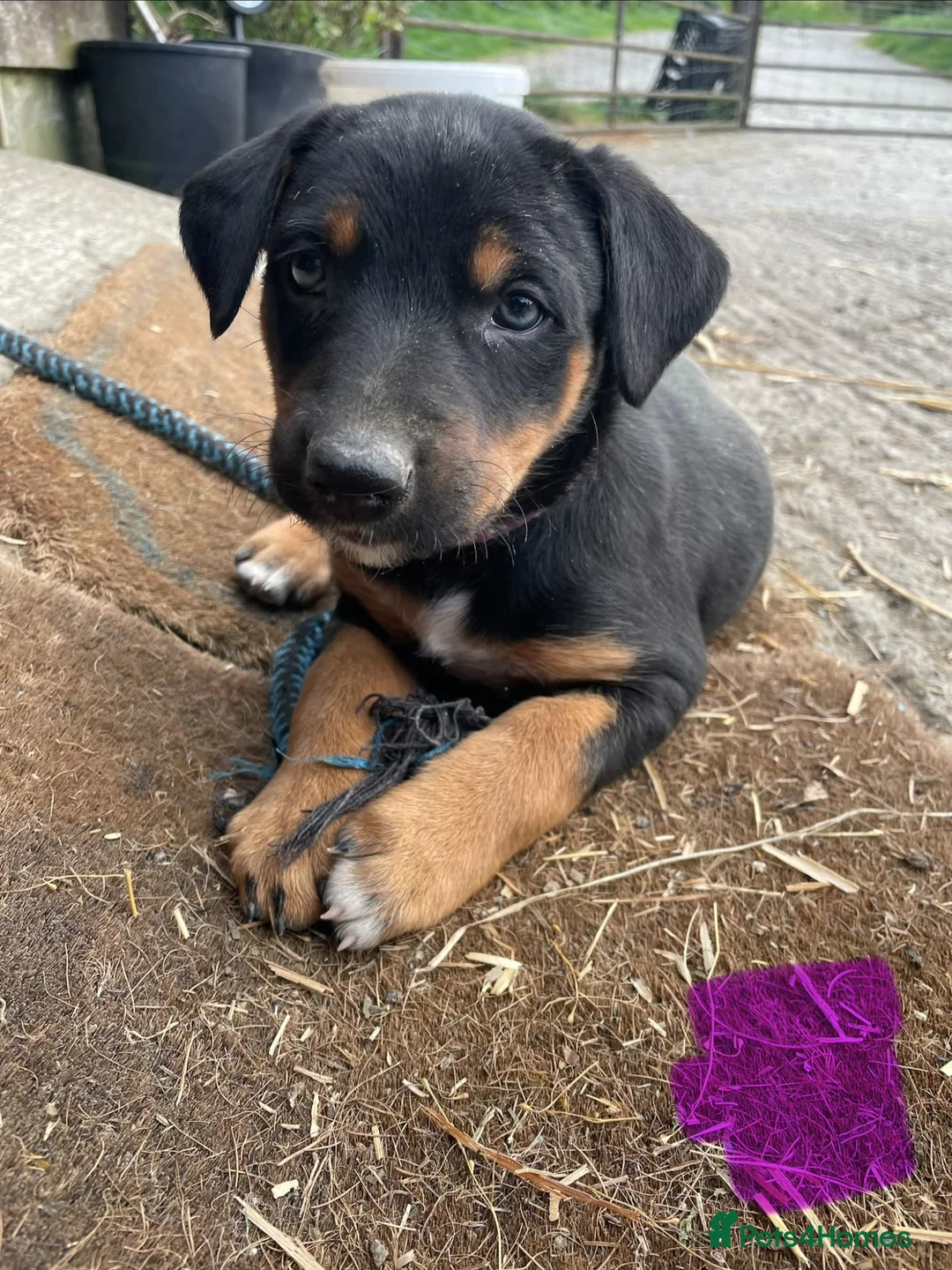 Huntaway dogs for sale: Huntaway x border collie pups  - Advert 2