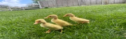 Ducks poultry for sale: Pure White Indian Runner Ducklings and Eggs - Advert 3