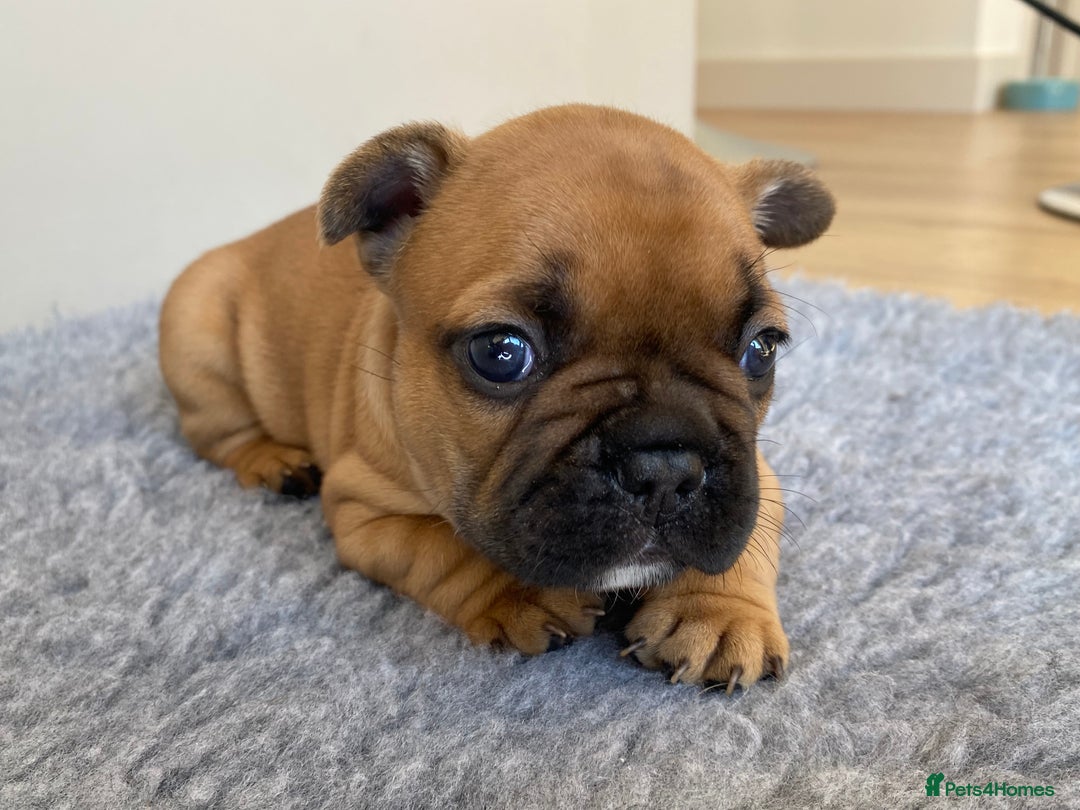 French Bulldog dogs for sale: KC French Bulldog Pups Tiger Brindle, Tan & Black  - Image 9