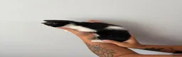 Mixed Breed cats for sale: Beautiful kittens - Advert 27