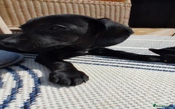 Mixed Breed dogs for sale: Cockerjack puppy for sale.  - Image 5