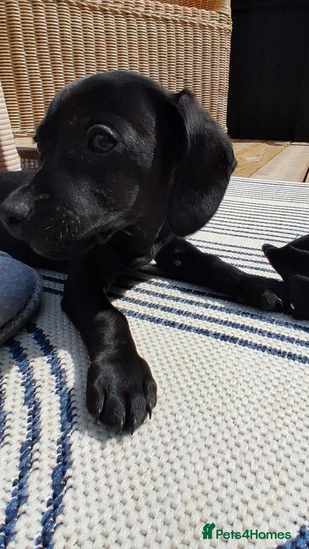 Mixed Breed dogs for sale: Cockerjack puppy for sale.  - Image 5