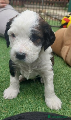 Tibetan Terrier dogs - Advert 1