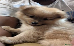 Pomeranian dogs for sale: 2 LEFT!! Purebred Cute fluffy Pomeranian Puppies! - Image 19
