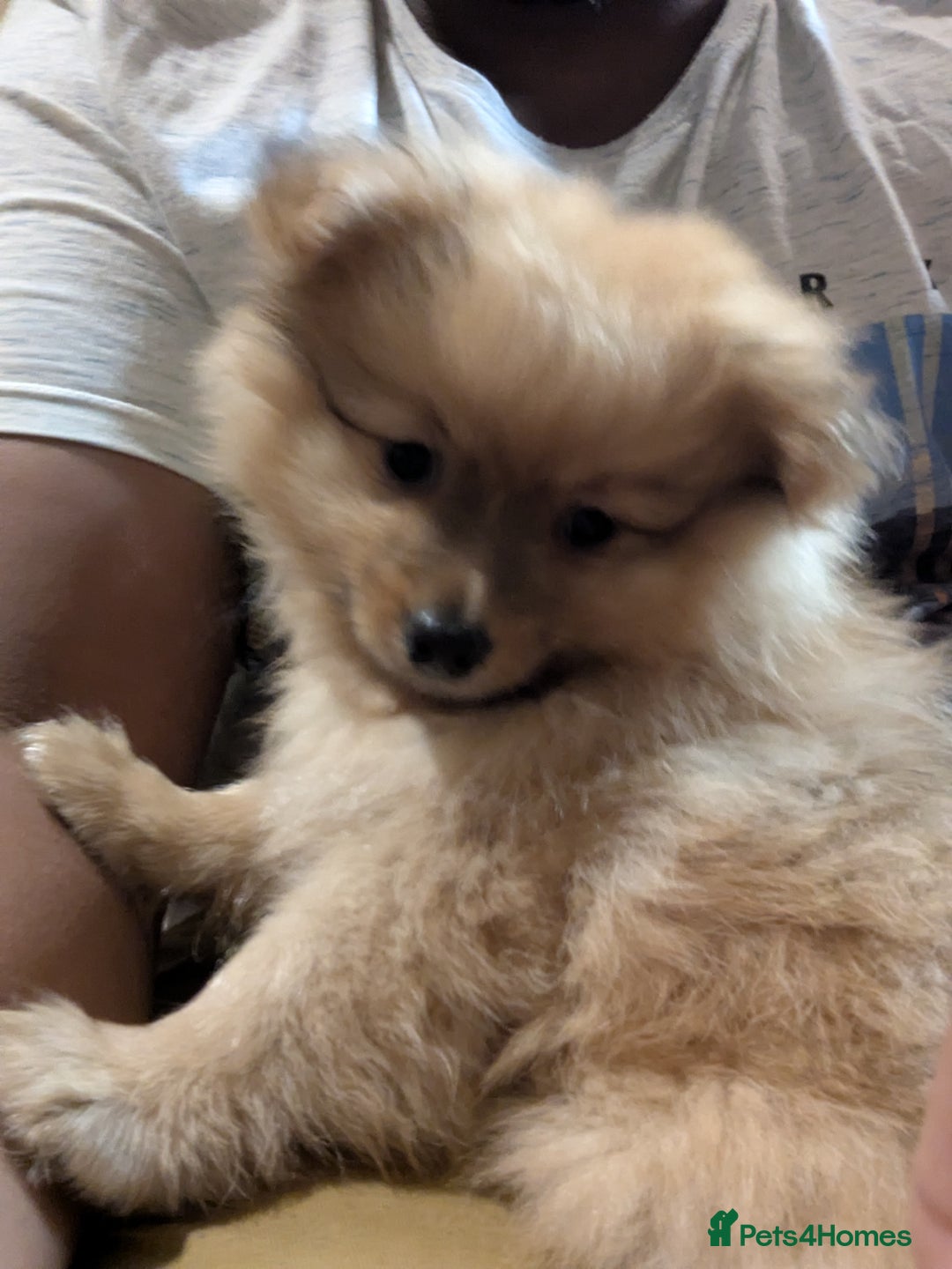 Pomeranian dogs for sale: 2 LEFT!! Purebred Cute fluffy Pomeranian Puppies! - Image 19