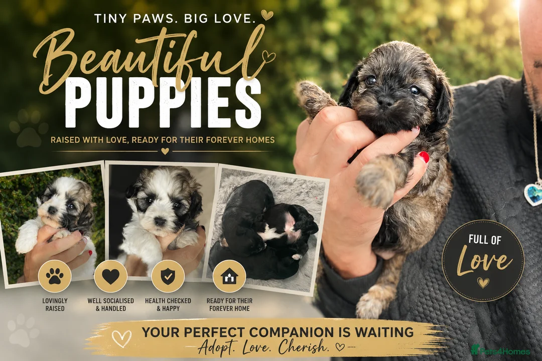Shih Tzu dogs for sale: Shihtzu-Poodle mix Toy shihpoo puppies  - Advert 1