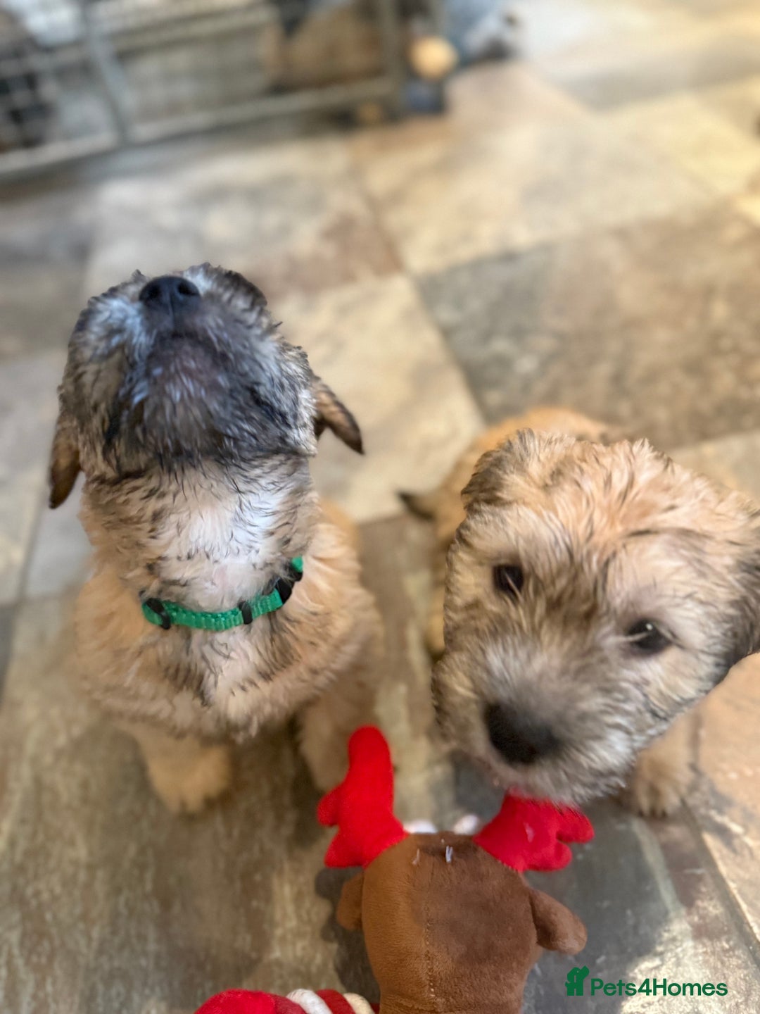 Glen of Imaal Terrier dogs for sale: Glen of Imaal terrier puppies - Advert 3