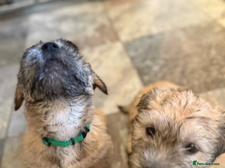 Glen of Imaal Terrier dogs Glen of Imaal terrier puppies - Advert 12