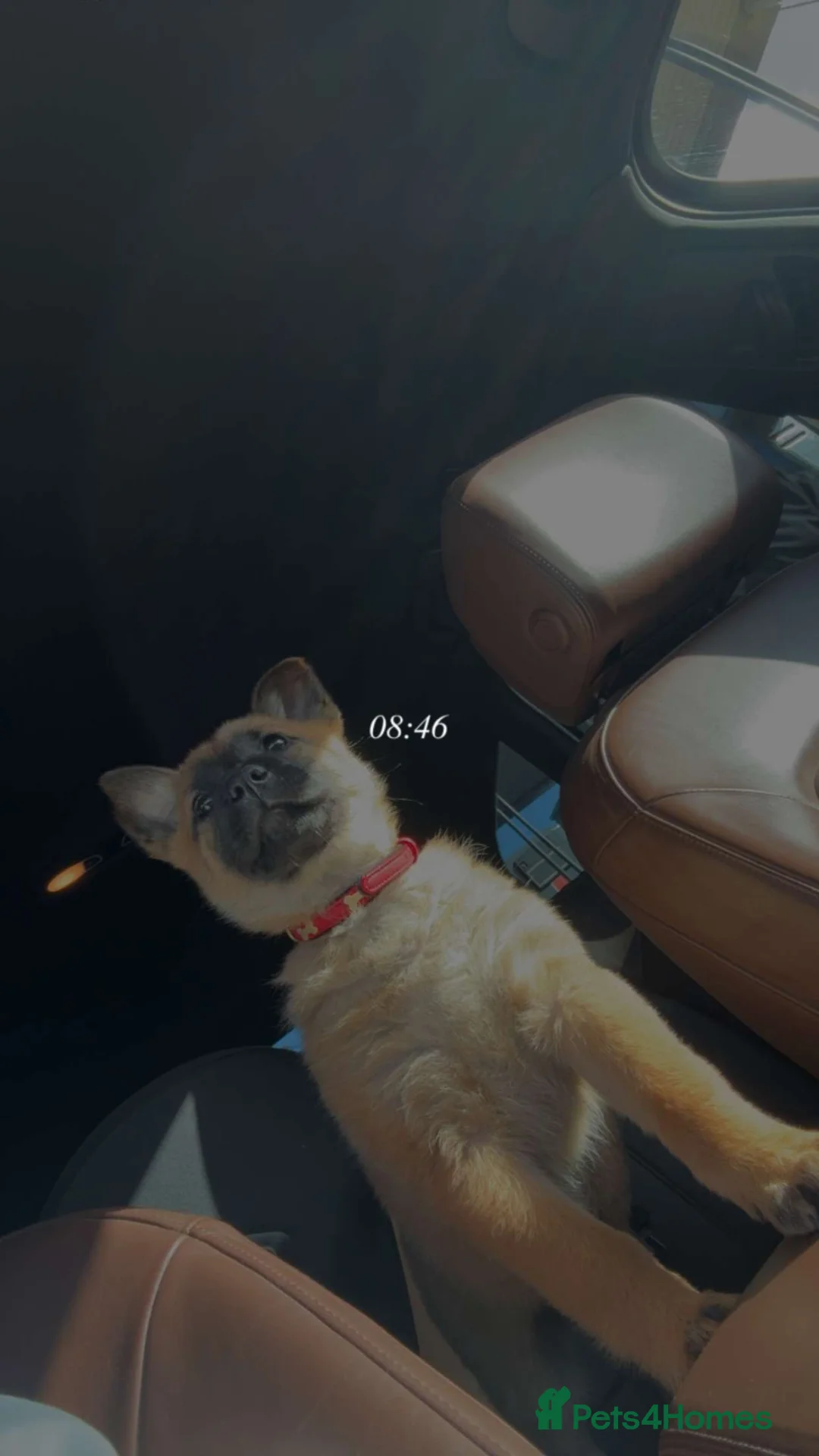 Mixed Breed dogs for sale: Chow chow x belgium mali 11 week puppy  in Willenhall - Advert 5