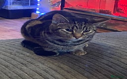 British Shorthair cats for sale: Elf needs loving home - Image 1