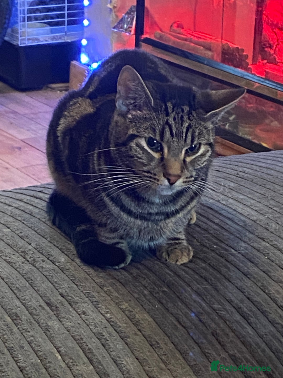 British Shorthair cats for sale: Elf needs loving home - Image 1