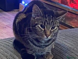 British Shorthair cats for sale - Advert 2