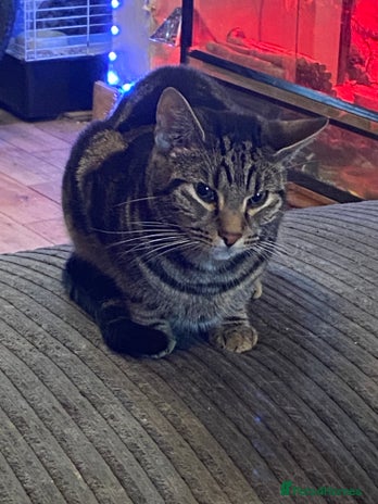 British Shorthair cats - Advert 2