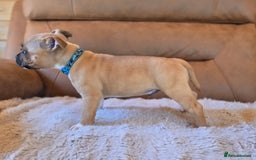 Staffordshire Bull Terrier dogs for sale: !READY NOW! KC Reg Quality Red Staffy Puppies  - Image 5