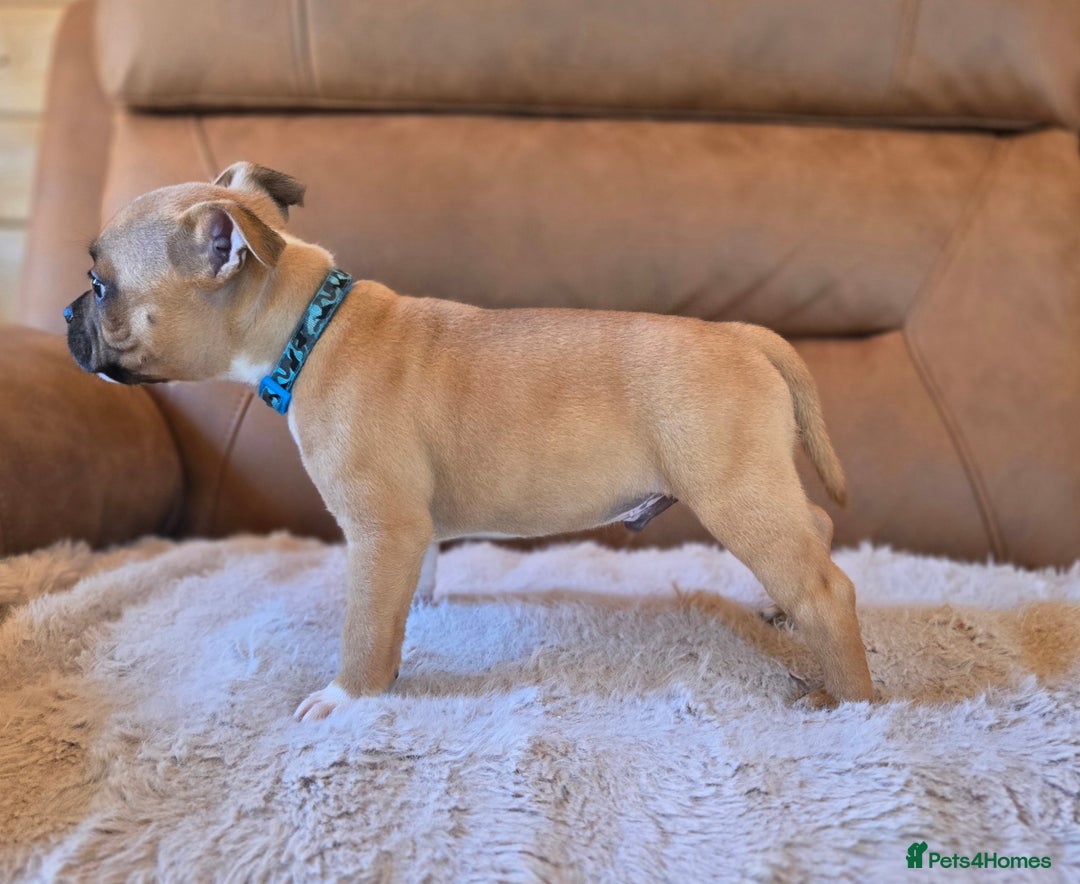 Staffordshire Bull Terrier dogs for sale: !READY NOW! KC Reg Quality Red Staffy Puppies  - Image 5