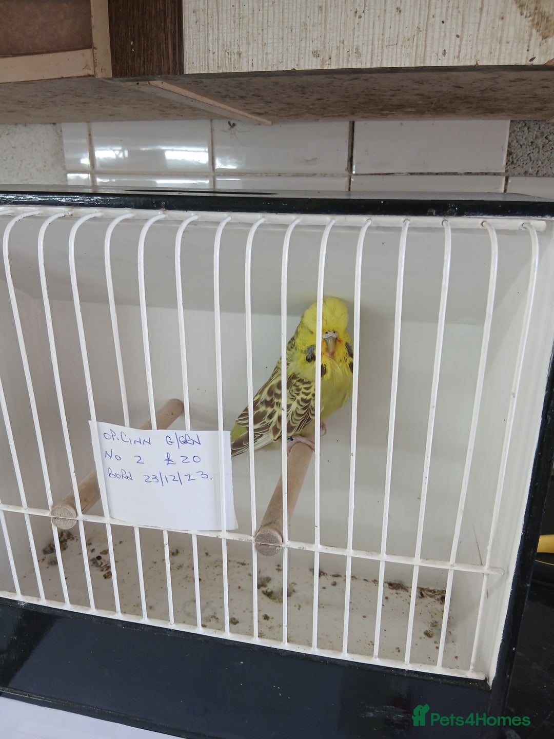 Budgerigars birds for sale: Budgies - Image 13
