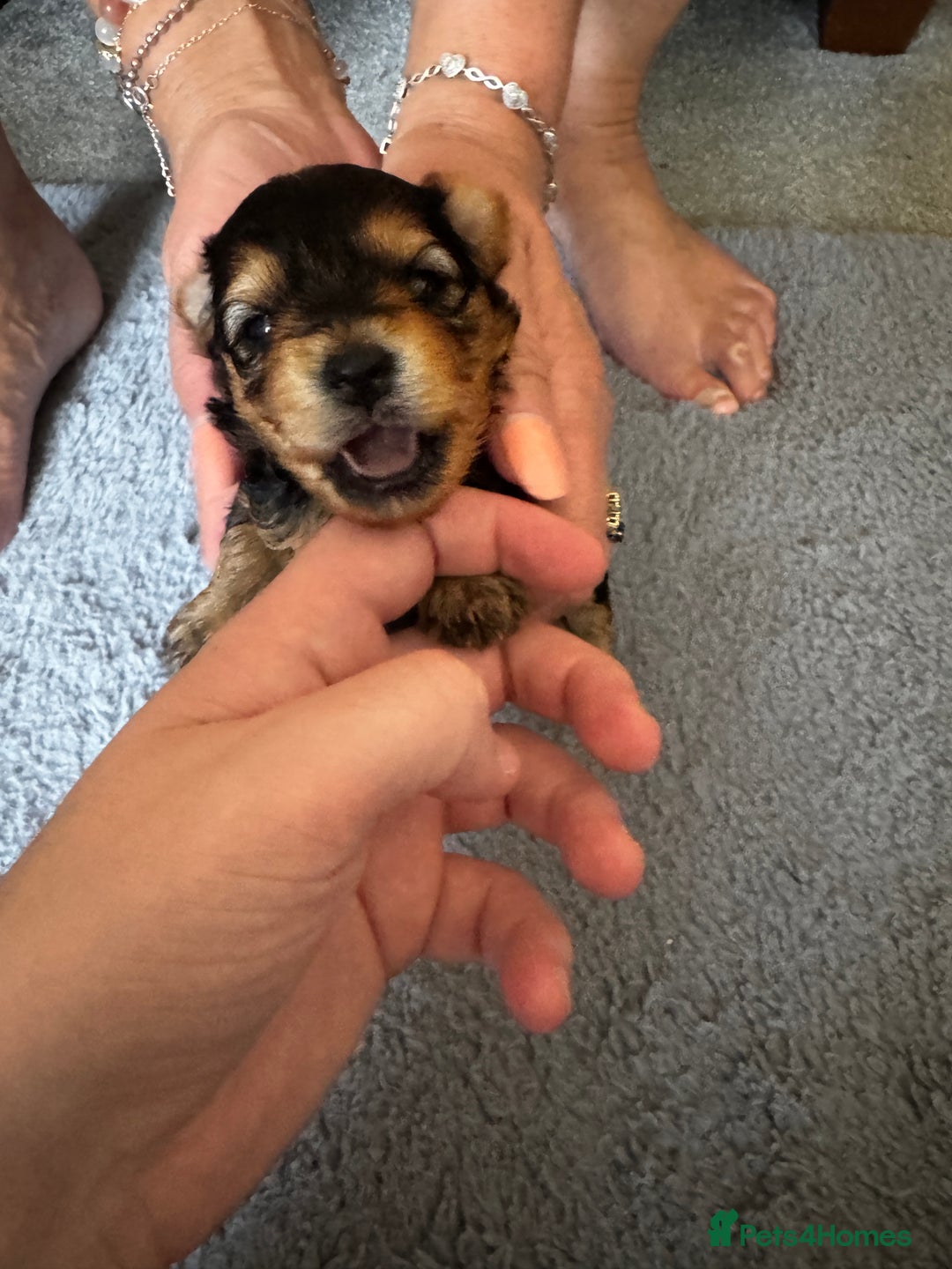 Yorkiepoo dogs for sale: 3 Beautiful Yorkiepoo puppies - Image 6