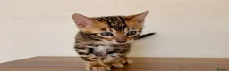 Bengal cats for sale: ⭐⭐⭐ Pedigree Bengal TICA registered Kittens ⭐⭐⭐ - Advert 8