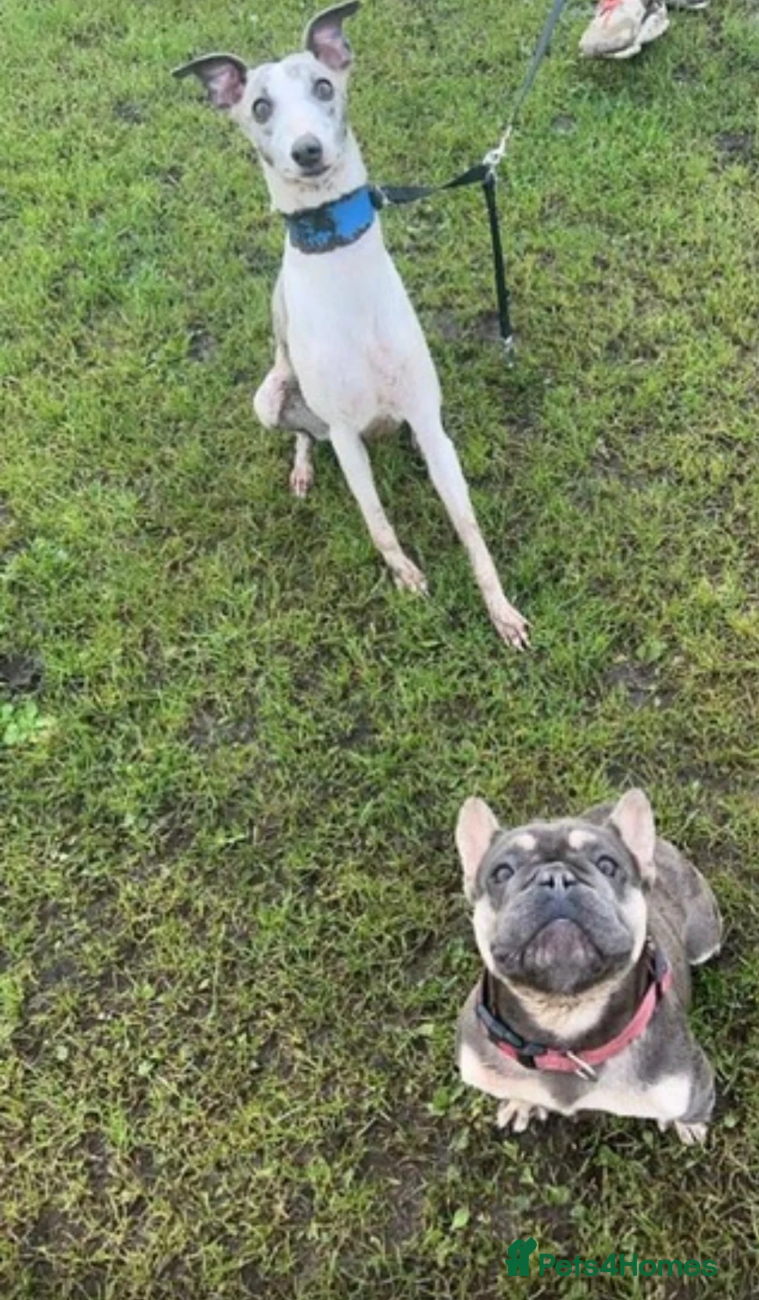 Mixed Breed dogs for sale: SPECIAL WHIPPET X FRENCHIE PUPPIES  - Advert 2