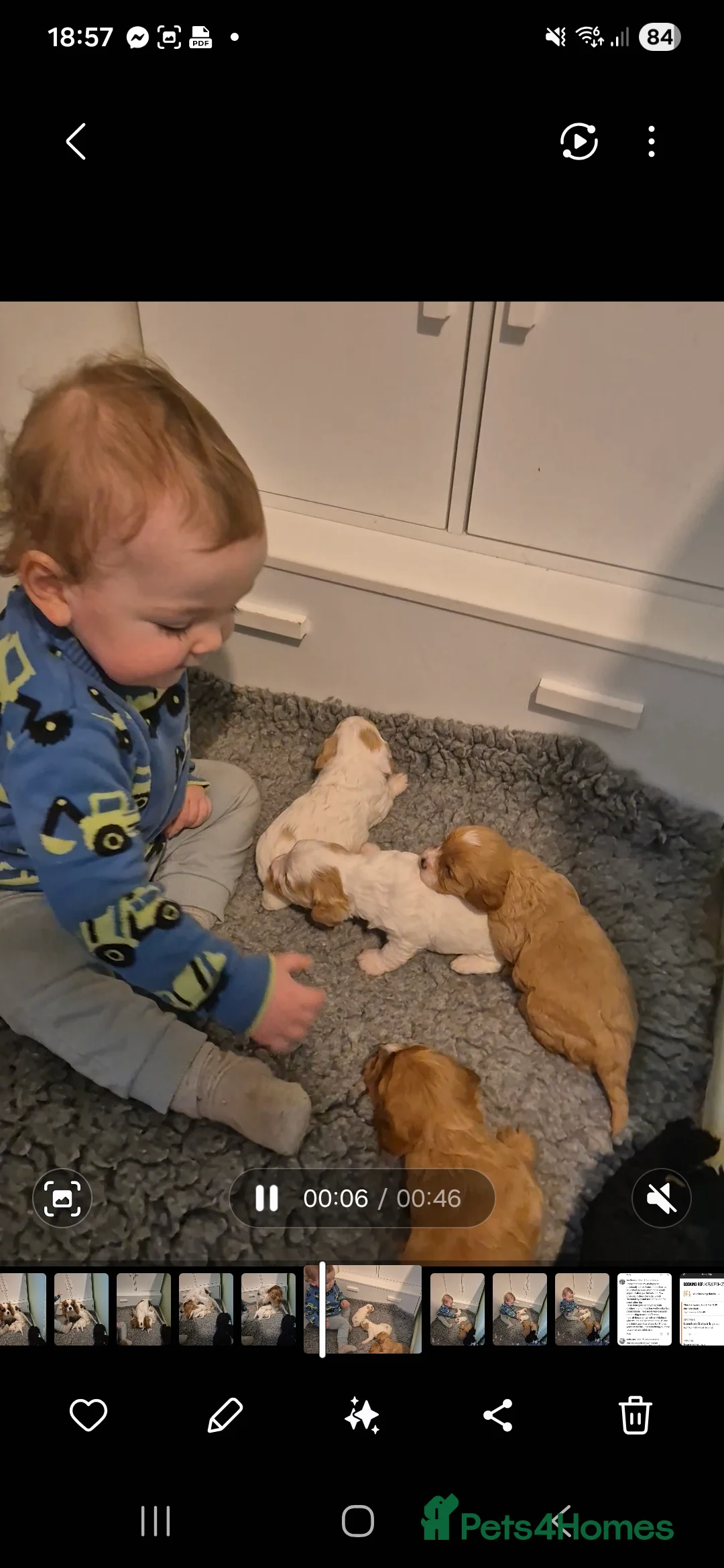 Cavapoo dogs for sale: Stunning Toy Cavapoo pups DNA Health tested CLEAR - Advert 15