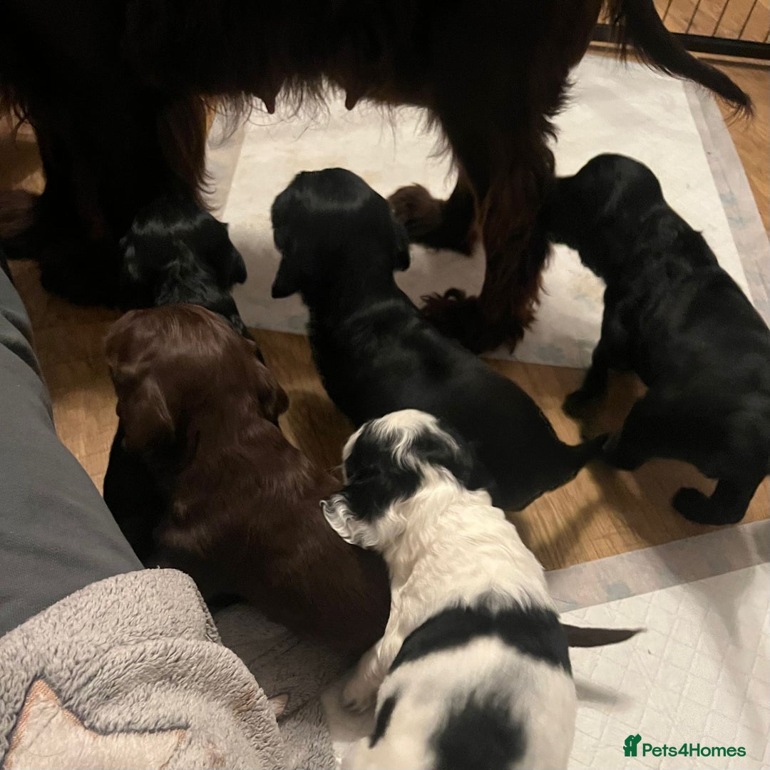 Sprocker dogs for sale: The Best of Both Worlds: Laid-Back & Brainy  - Advert 14