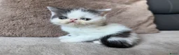 Exotic cats for sale: 4 exotic short hair boys for sale  - Advert 5
