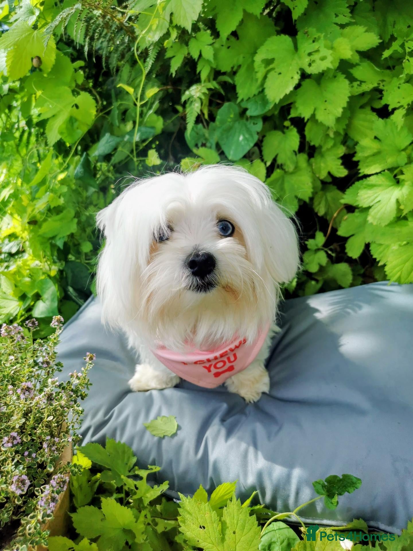 Maltese dogs KC registered female Adult dog - Advert 1