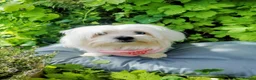 Maltese dogs for sale: KC registered female Adult dog - Advert 1