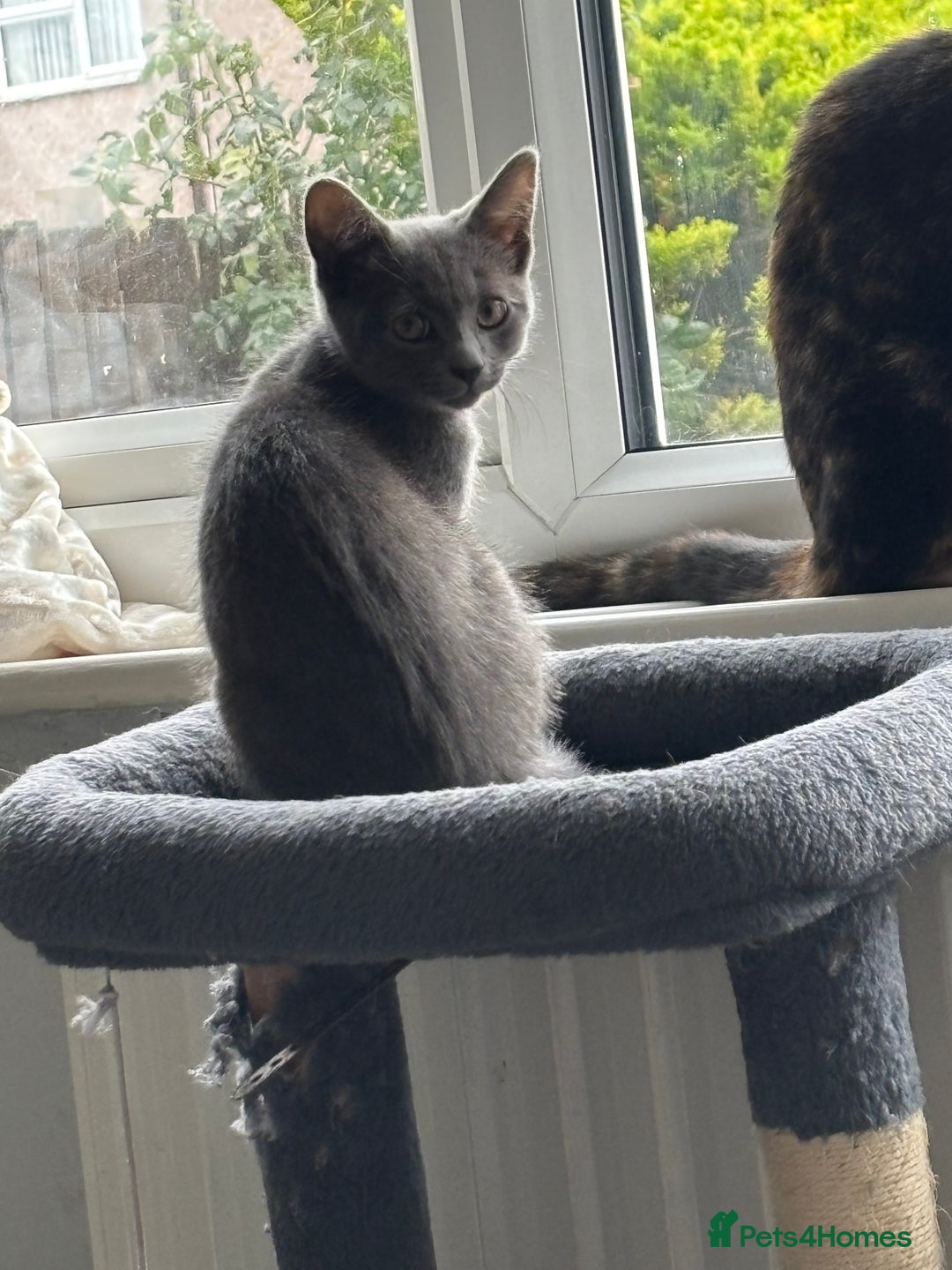 Mixed Breed cats for sale: Kittens  - Image 15