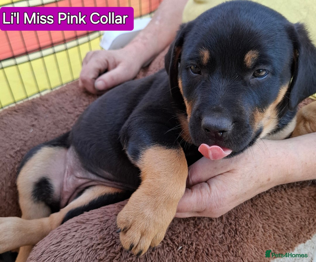 Rottweiler dogs for sale: Stunning Litter Of Shepweiler X Mastiff Pups - Image 18