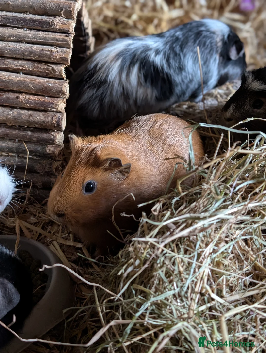 Guinea Pig rodents for sale: Sows looking for loving homes  - Advert 2
