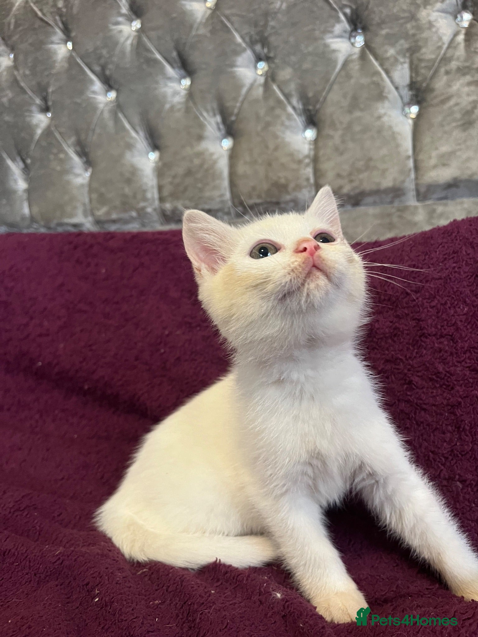British Shorthair cats Gccf British Shorthair kittens  - Advert 1