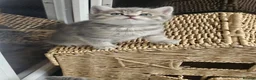 British Shorthair cats for sale: Blue Golden & Blue British Shorthair Kittens  - Advert 4