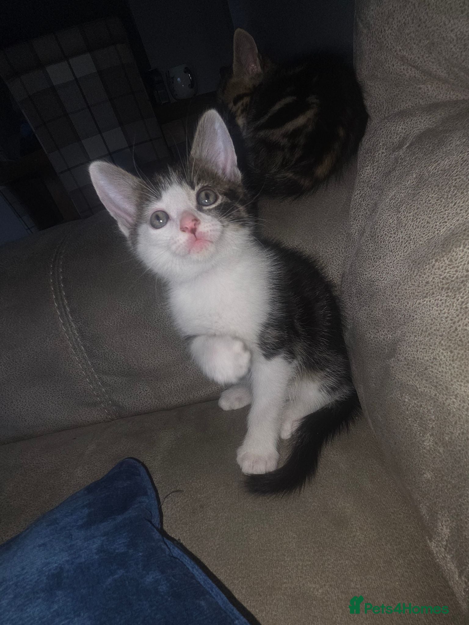 Mixed Breed cats 1 boy remaining  - Advert 18
