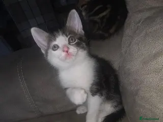 Mixed Breed cats 1 boy remaining - Advert 18