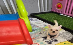 Mixed Breed dogs for sale: Malchi puppy health tested parents 1 boy available - Image 9