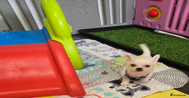 Mixed Breed dogs Malchi puppy health tested parents 1 boy available - Advert 6