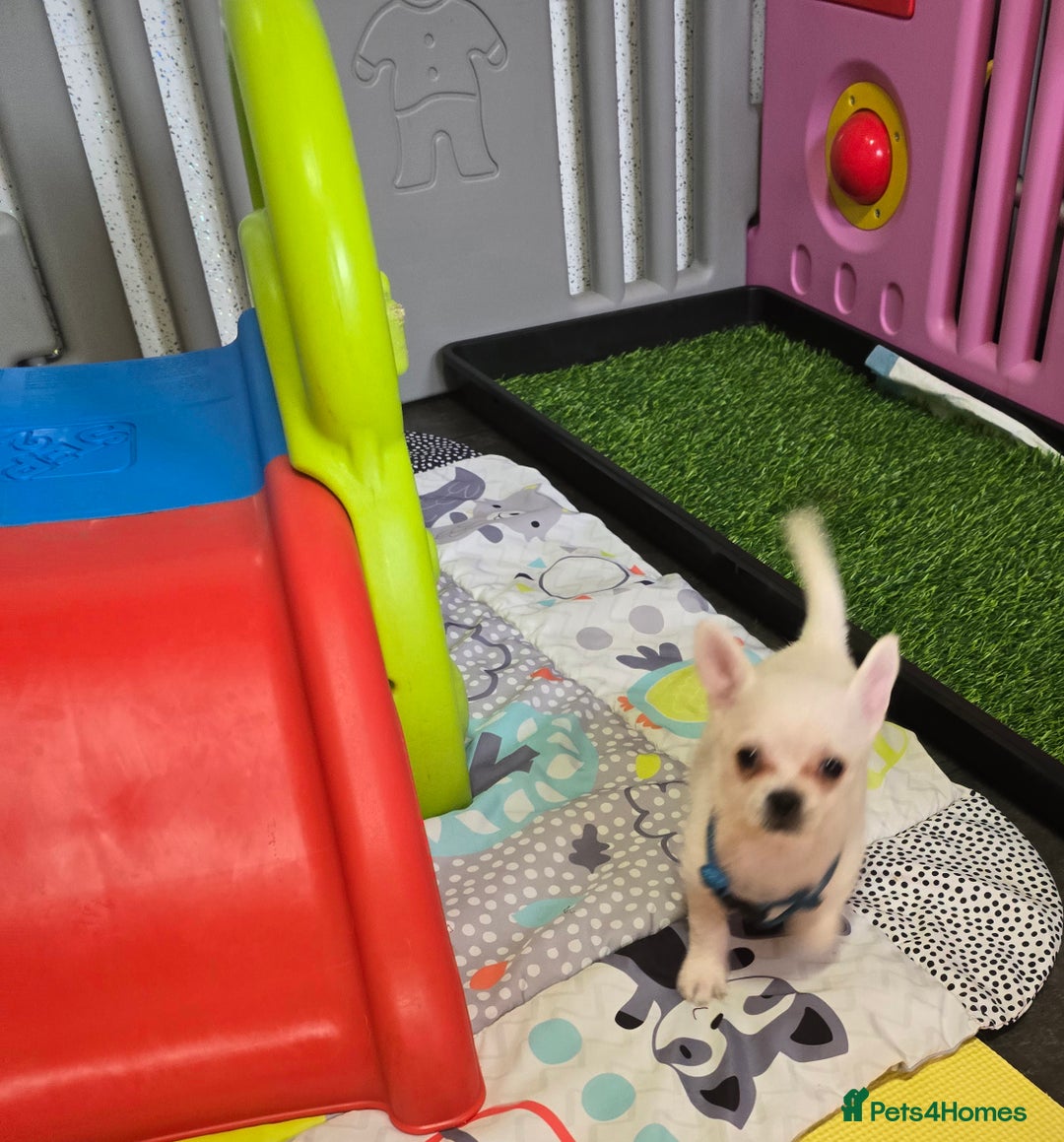 Mixed Breed dogs for sale: Malchi puppy health tested parents 1 boy available - Image 9