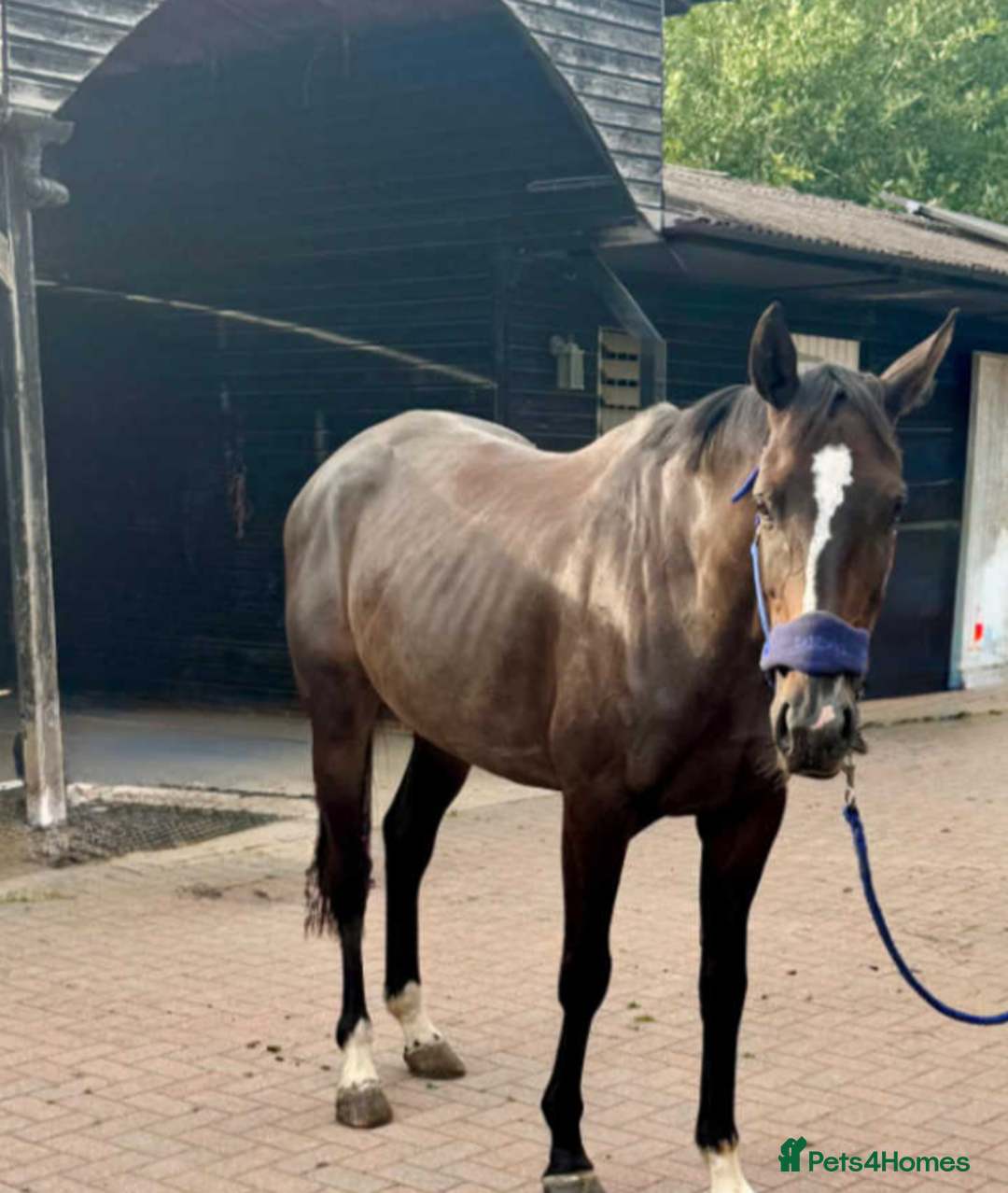 Irish Thoroughbred horses for sale: Crunchie-TB mare for sale with Galileo bloodlines - Image 1