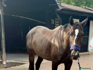 Irish Thoroughbred horses Crunchie-TB mare for sale with Galileo bloodlines - Advert 4