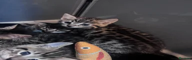 Bengal Kitten 3