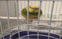 Budgerigars birds for sale: Budgies for Sale Many colours Cages Available  - Image 9