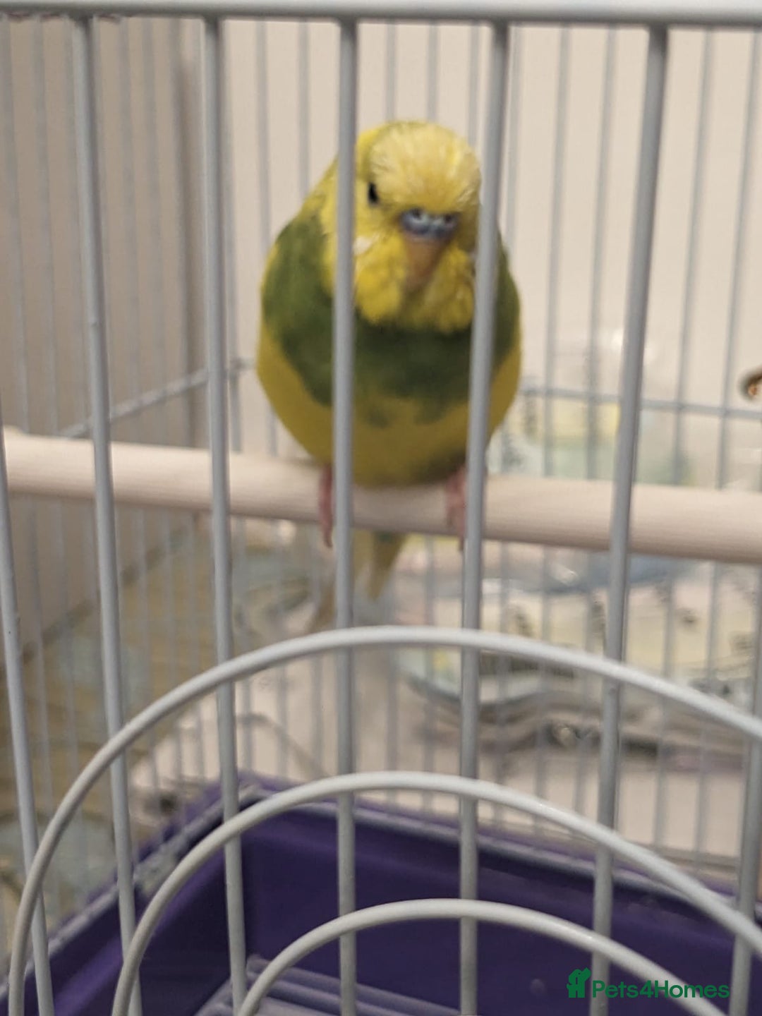 Budgerigars birds for sale: Budgies for Sale Many colours Cages Available  - Image 9