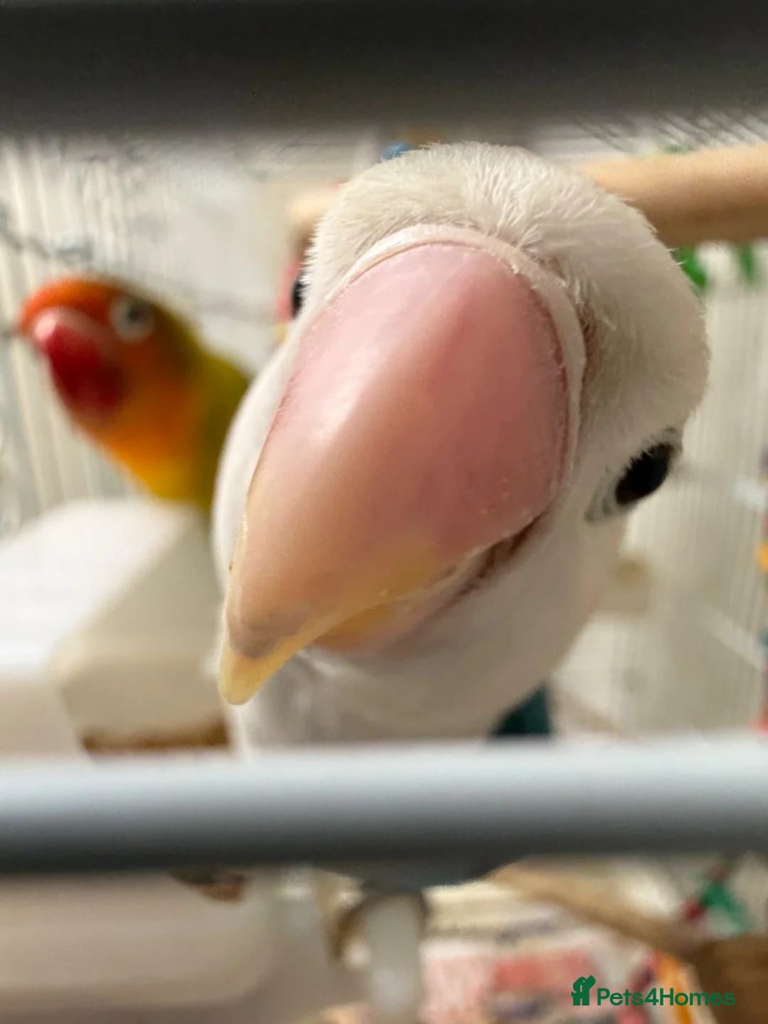 Lovebirds birds for sale: 2 lovebirds plus cage - Advert 2