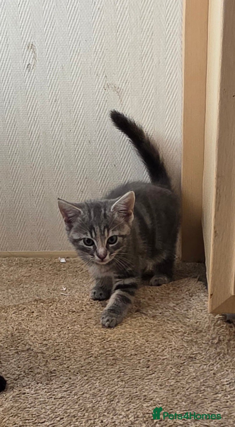 Mixed Breed cats Playful and sweet kittens  - Advert 2
