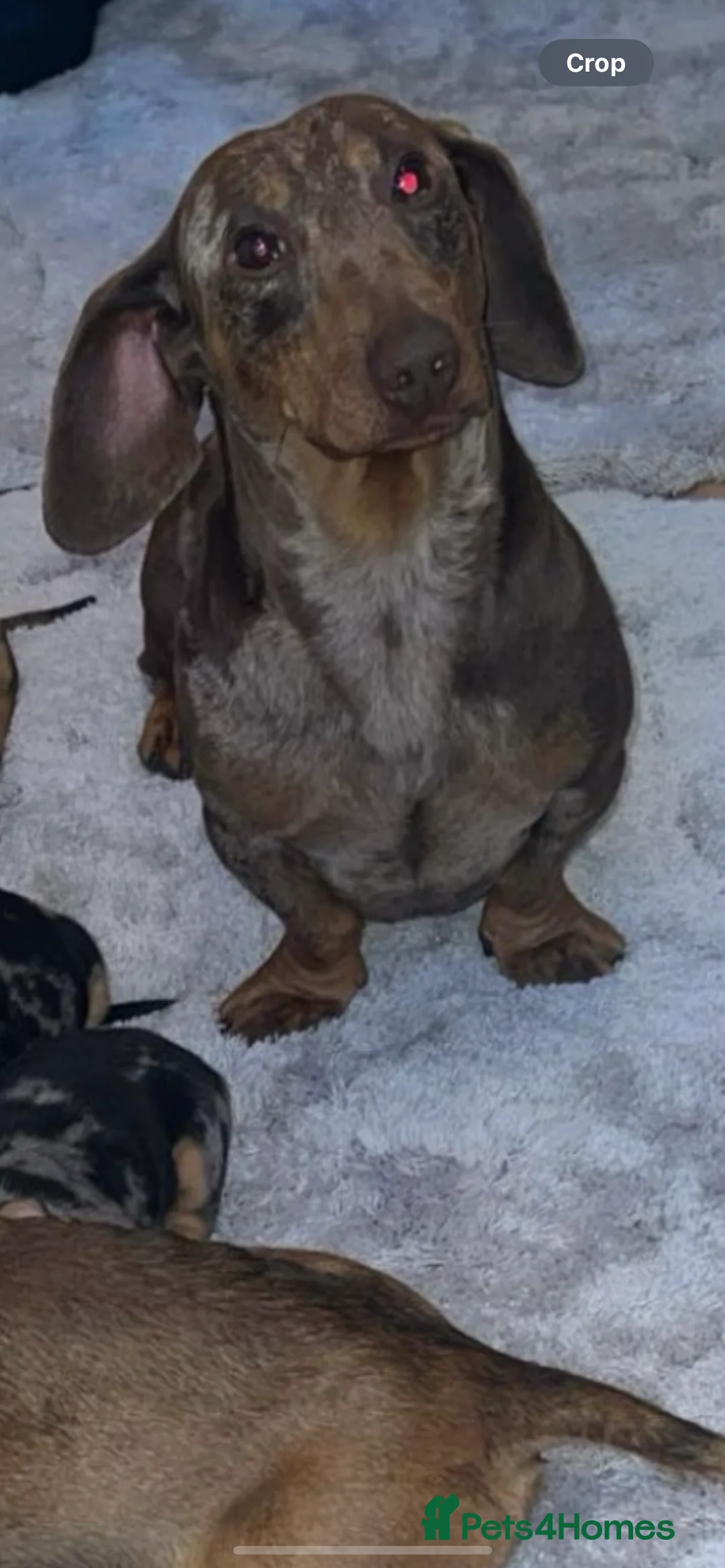 Dachshund dogs for sale: Tinkerbell & Chocolate’s Little sweethearts  - Advert 4