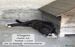 Mixed Breed dogs for adoption: Magpie- beautiful 1 year old- Reserved stc. in Brixham - Image 14